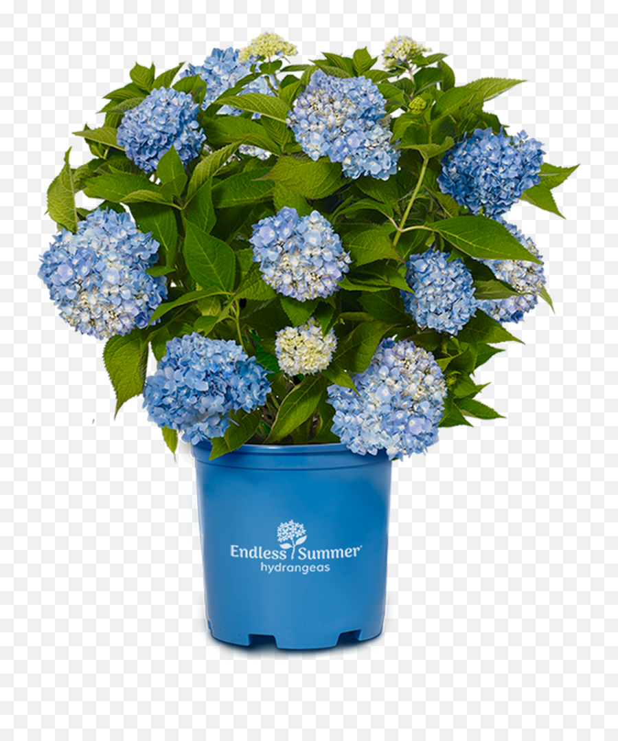 Hydrangea Endless Summer Blue 3g - Original Hydrangea Endless Summer Emoji,Hydrangea Png