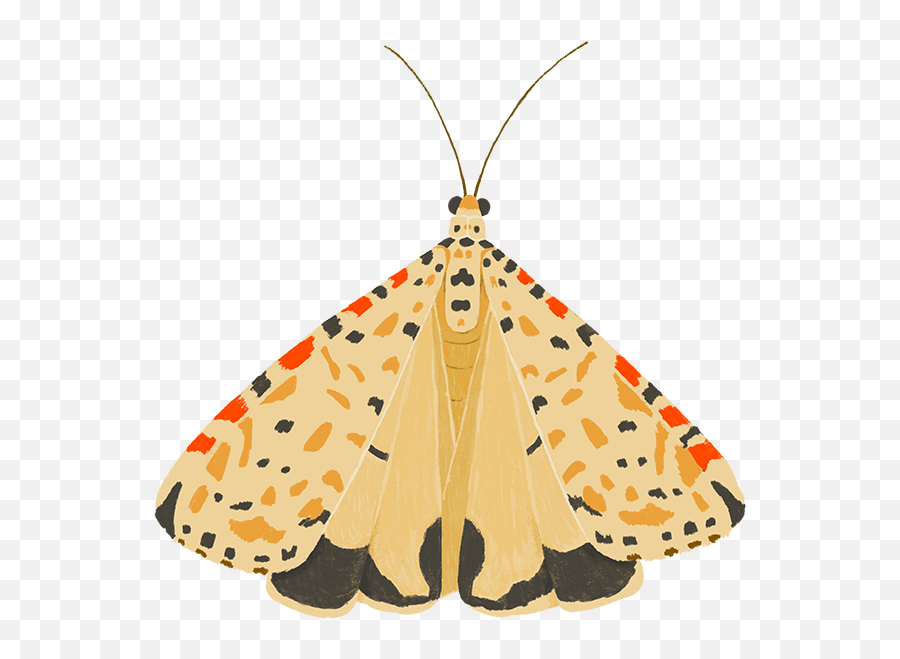 Insects U0026 Arachnids U2014 Sanctuary Slimane - Virgin Tiger Moth Emoji,Moth Png