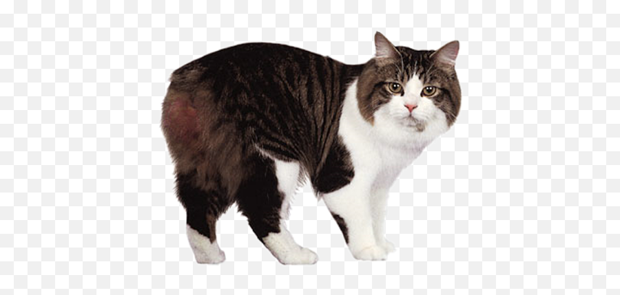 Ragdoll Cat Png File Download Free - Cymric Cat Emoji,Cat Png