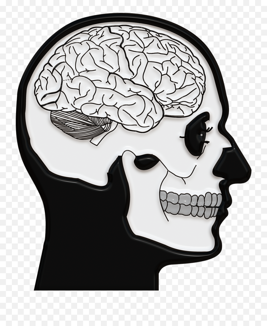 Skull And Crossbones Skull Brain Png Picpng - Focus Understanding How The Brain Works Emoji,Skull And Crossbones Png
