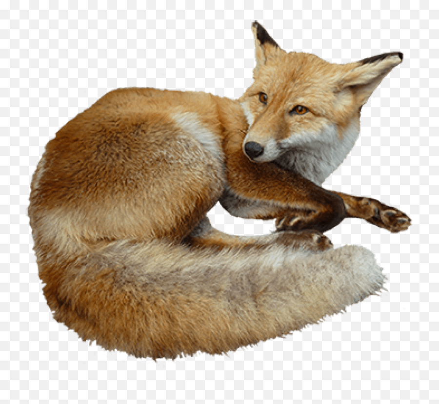 Tags - Fox Free Png Images Starpng Realistic Animal Clipart Emoji,Fox Transparent Background