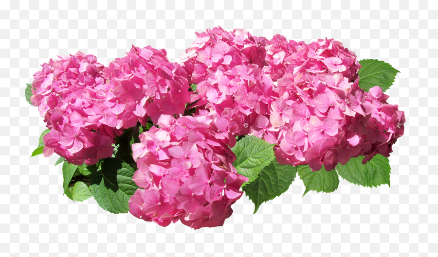 Hydrangea Flowers Pink Cut - Pink Hydrangea Bush Png Emoji,Hydrangea Png