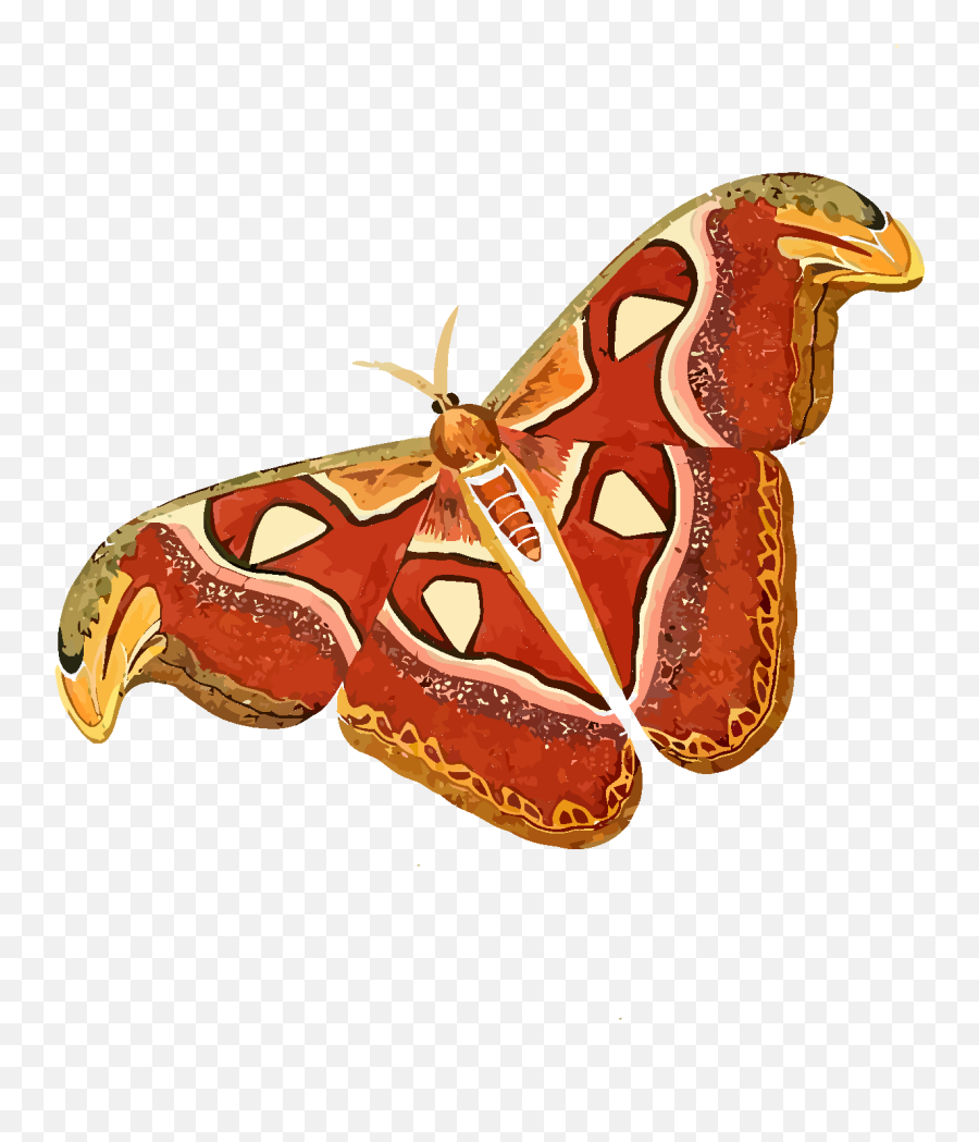 Moth Png Svg Clip Art For Web - Download Clip Art Png Icon Atlasmoth Image Clip Art Emoji,Moth Png
