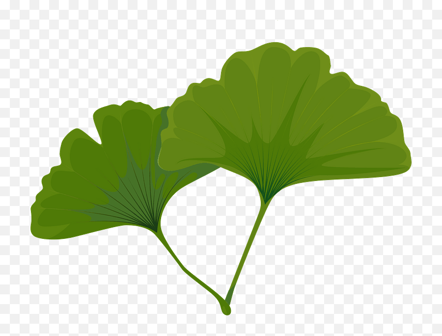 Maidenhair Tree Green Leaf Clipart Free Download Emoji,Free Leaf Clipart