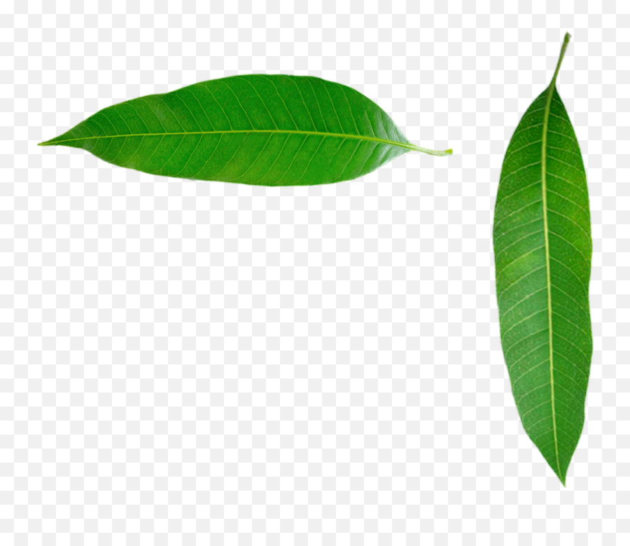 Mango Leaf Png Transparent Images Free Download Emoji,Leaf Transparent