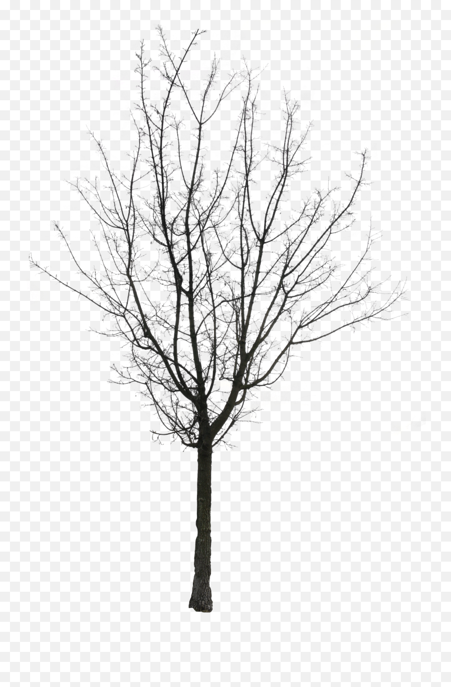 Free Cut Out People Trees And Leaves U2013 Free Cut Out People - Full Emoji,Fur Png