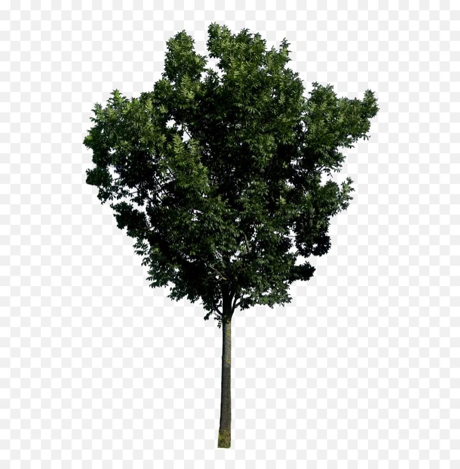 Tree Png Free Png Vector Stock Images - Tree Png Emoji,Trees Png