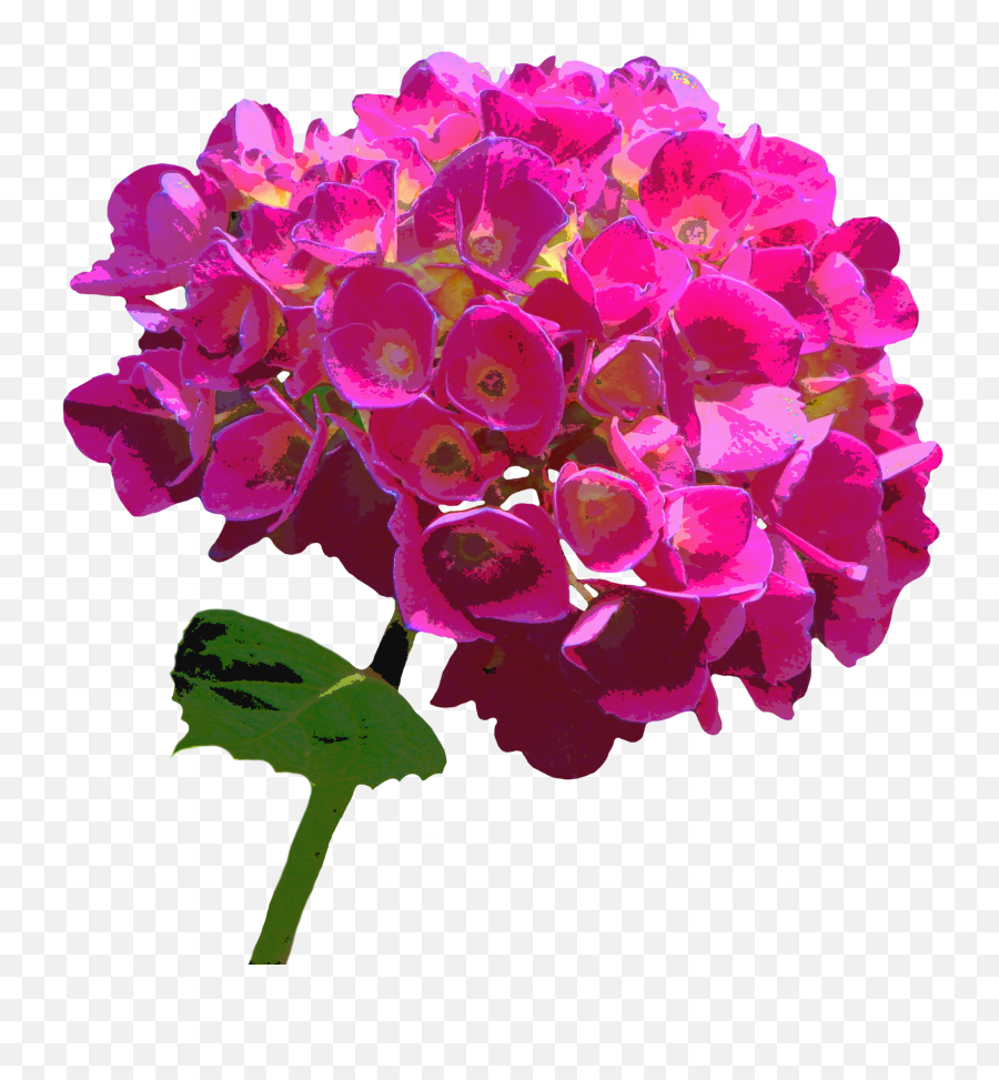 Hydrangea Blossom Free Image Download - Hydrangea Emoji,Hydrangea Png
