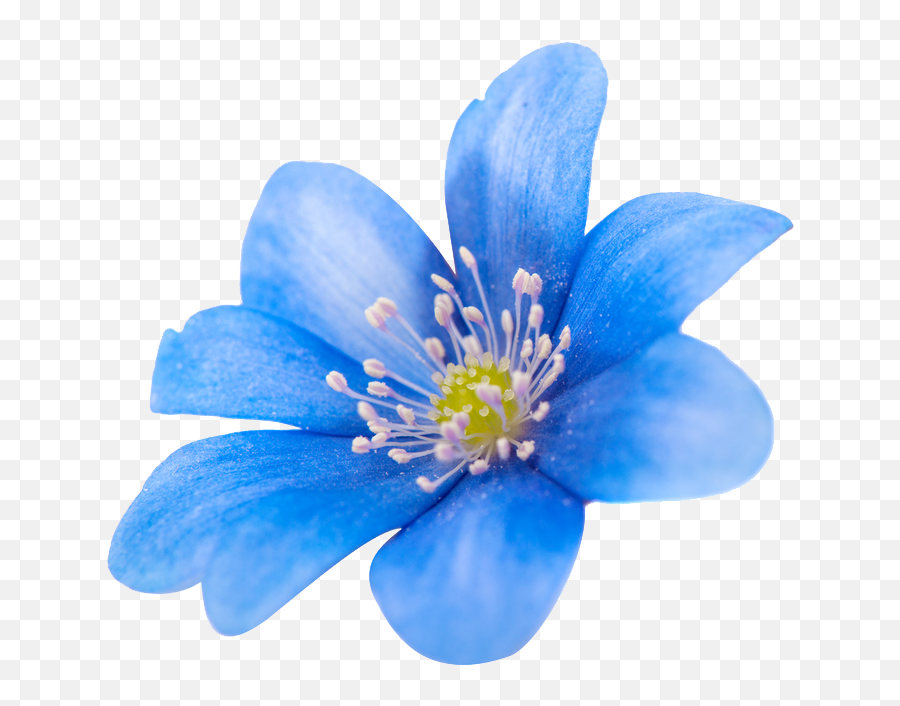 Png Sector Flower Png Images Spring Blue Flower Png Image Emoji,Blue Flower Png