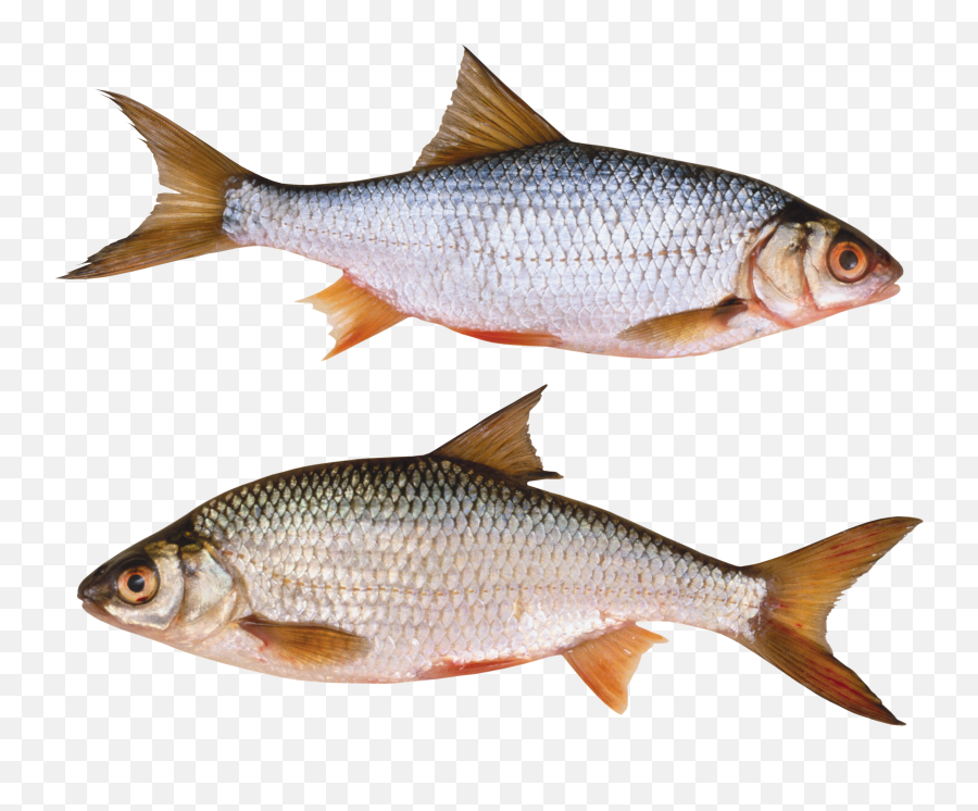 Fish Png Emoji,Fishes Png
