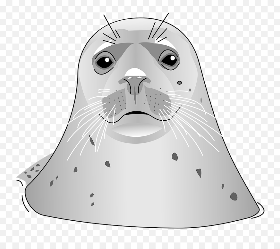 Seal Ocean Animal Gray - Free Vector Graphic On Pixabay Emoji,Ocean Animals Clipart Black And White