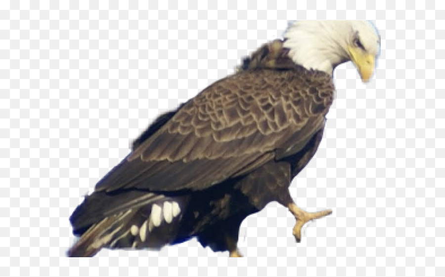 Bald Eagle Clipart Picsart - Bald Eagle Transparent Bald Eagle Emoji,Eagle Clipart