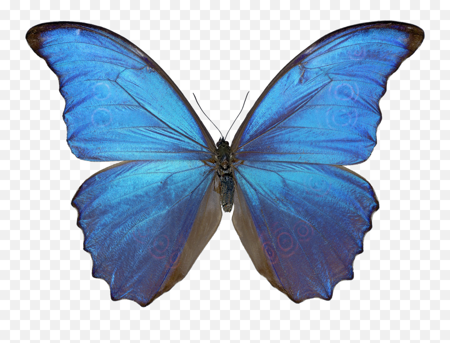 Butterfly Png Image Emoji,Butterfly Png