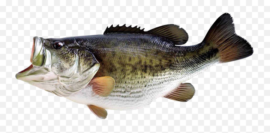 Fish Png Transparent Image - Transparent Background Largemouth Bass Png Emoji,Fish Png