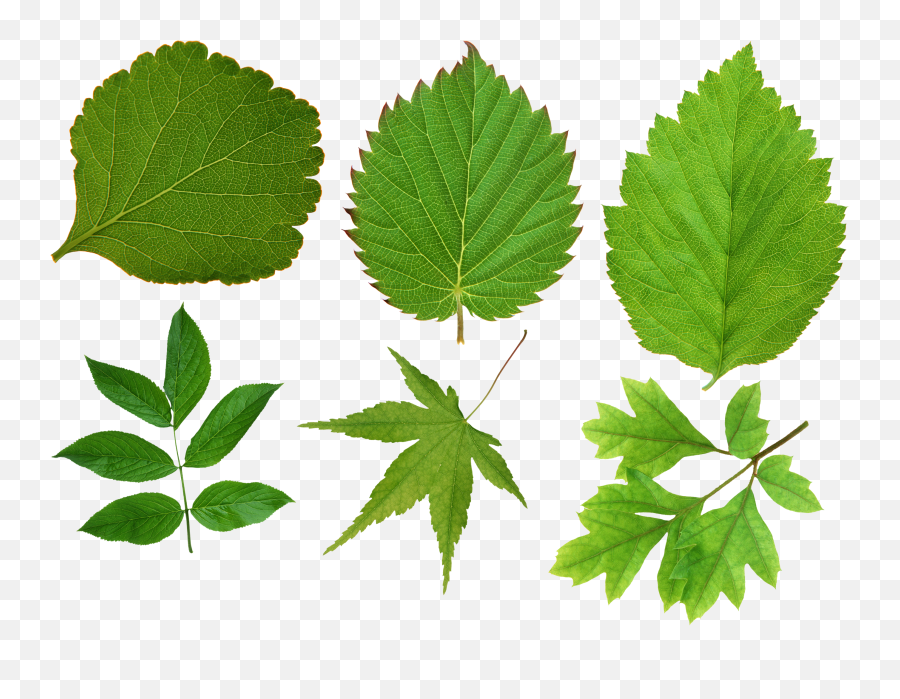 Green Leaves Png Image Green Leaves Leaves Green Leaf - Different Kinds Of Leaves Png Emoji,Leaf Png