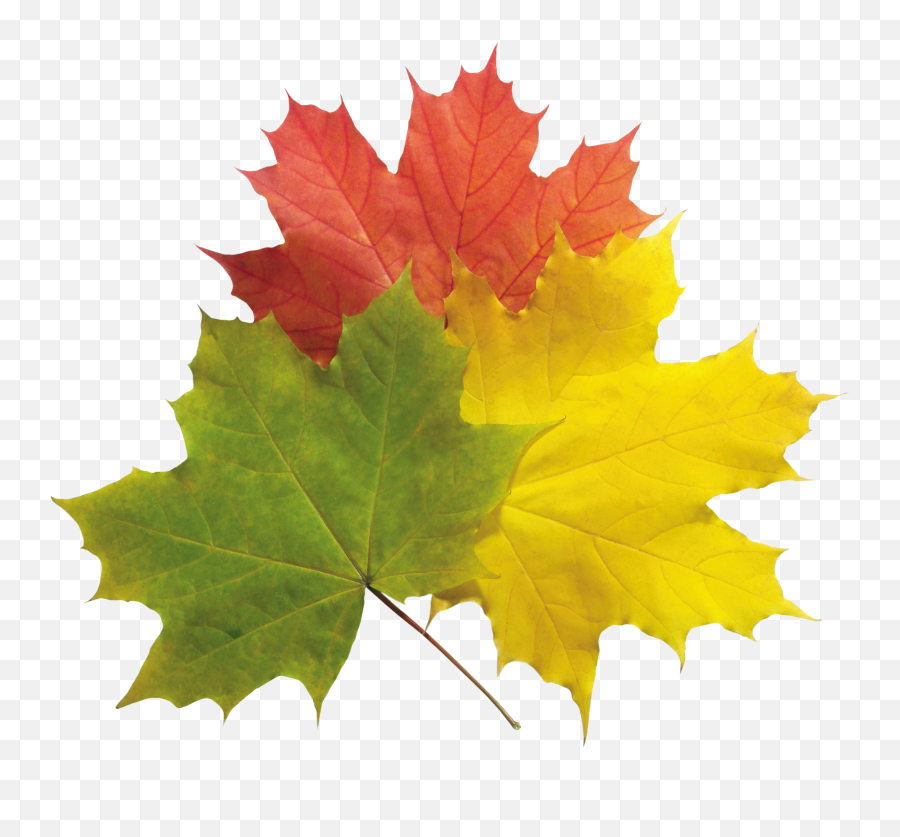 Autumn Leaves Png Images - Green Yellow Red Autumn Leaves Emoji,Leaves Png