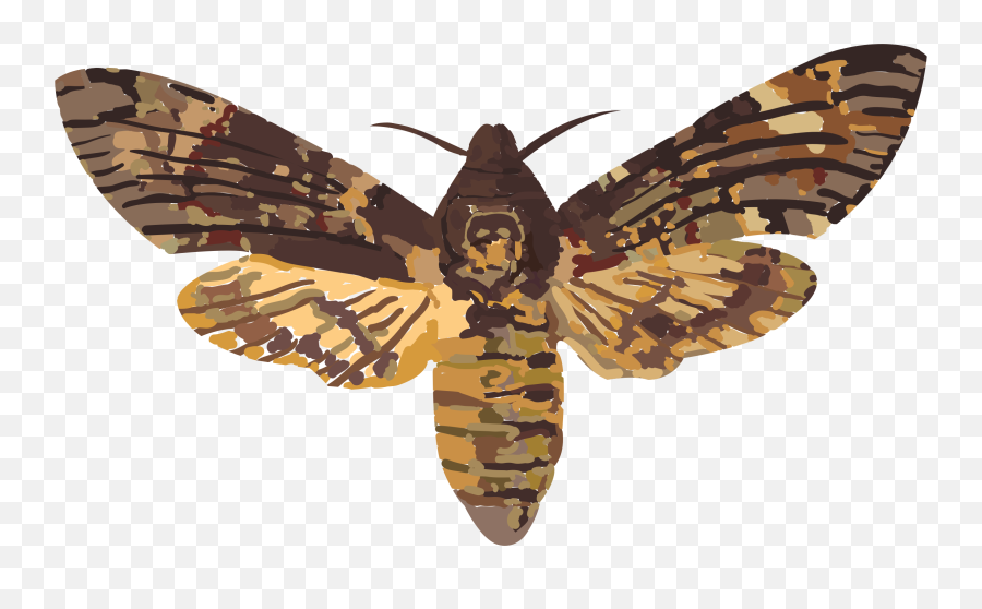Deaths Head Hawk Moth Uk Transparent - Death Head Hawk Moth Png Emoji,Moth Transparent