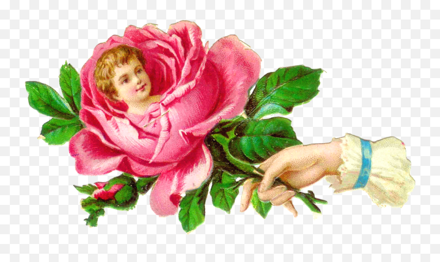 Pink Flower Clipart Vintage - Garden Roses Transparent Emoji,Vintage Roses Png