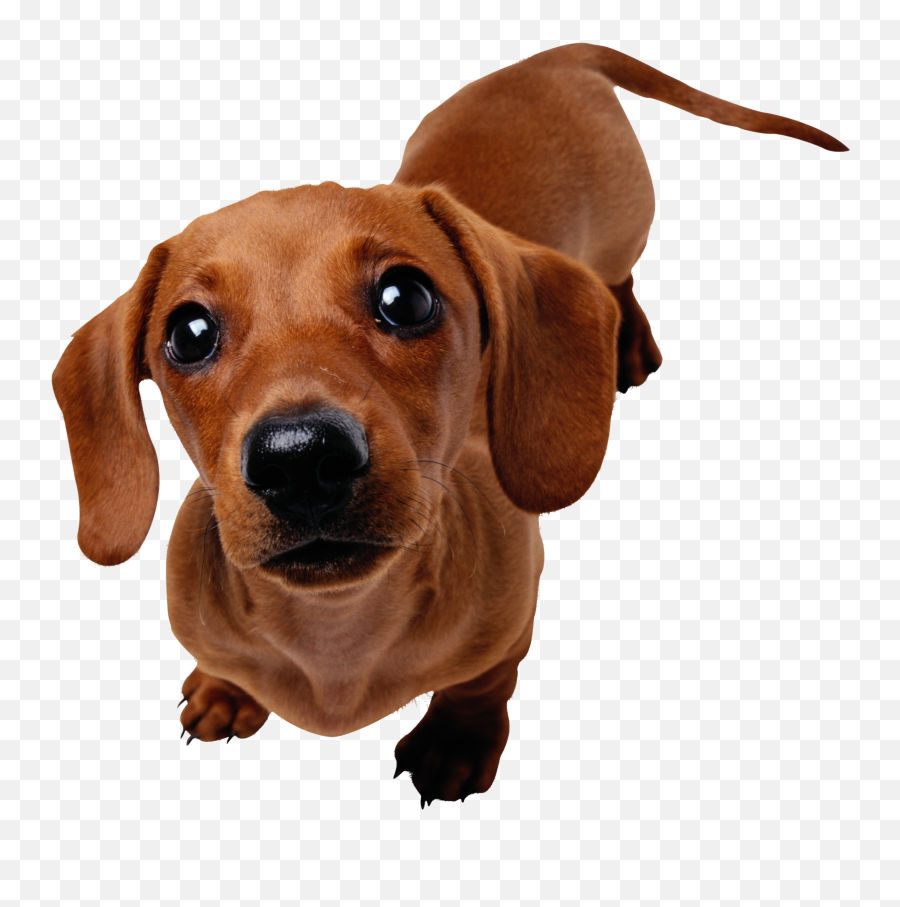 Dog Png Emoji,Cute Dog Png