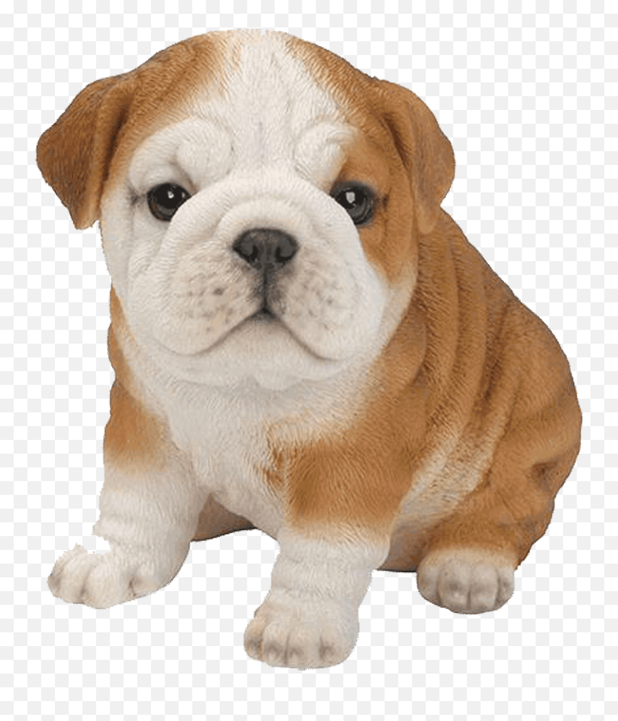 Bulldog Png Transparent Images - English Bulldog Puppy Png Emoji,English Bulldog Clipart
