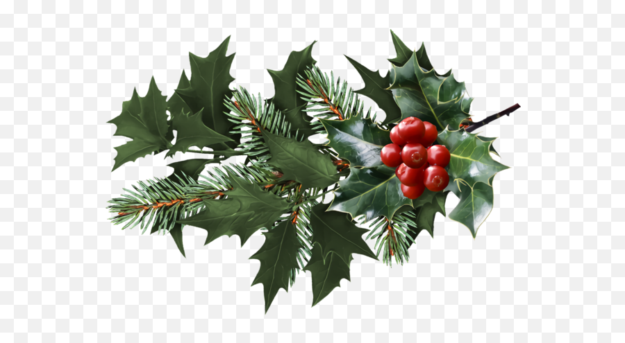 Christmas Holly Plant Leaf For Holly - Real Christmas Holly Png Emoji,Holly Png