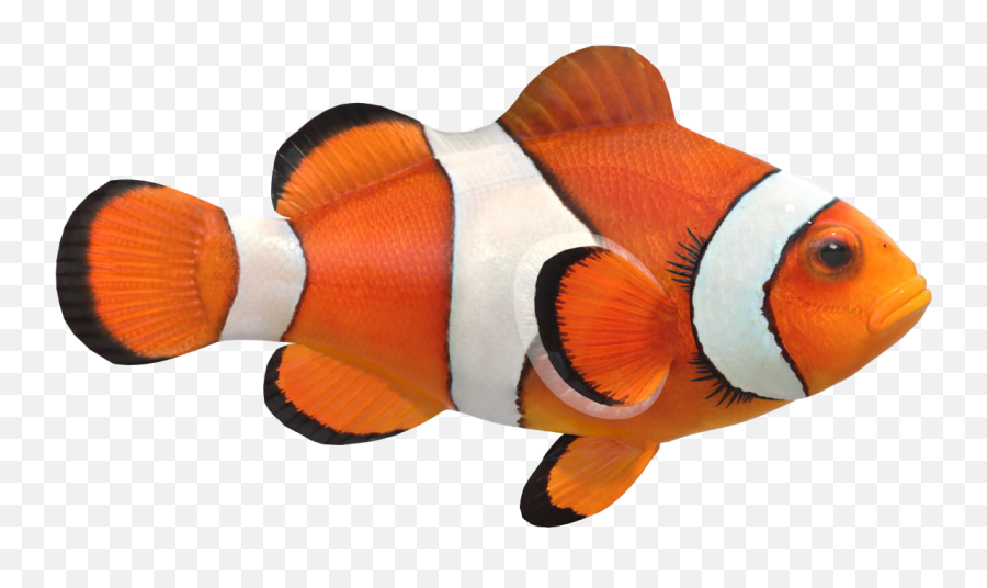 Clown Fish Png Image File - Clown Fish Png Transparent Emoji,Fish Png