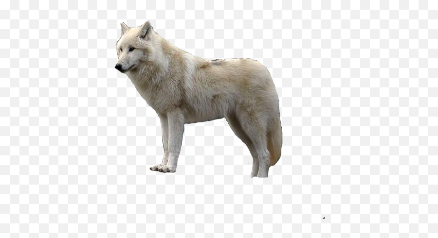Download White Wolf With Transparent Hq - White Wolf Transparent Background Emoji,Wolf Transparent