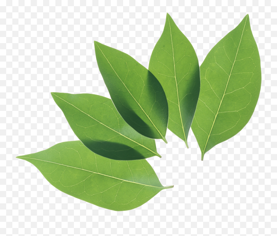 Green Leaves Png 10 - Png 8590 Free Png Images Starpng Coca Plant Leaves Png Emoji,Leaves Png