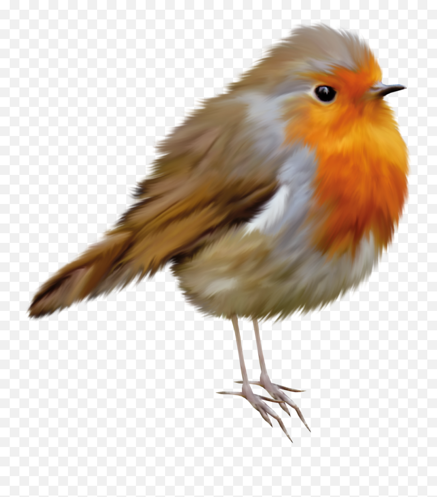 European Robin Bird American Robin Clip - Robin Bird No Background Emoji,Robin Clipart