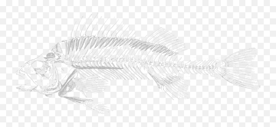 Perch Line Art Fish Png Clipart Emoji,Fish Skeleton Clipart