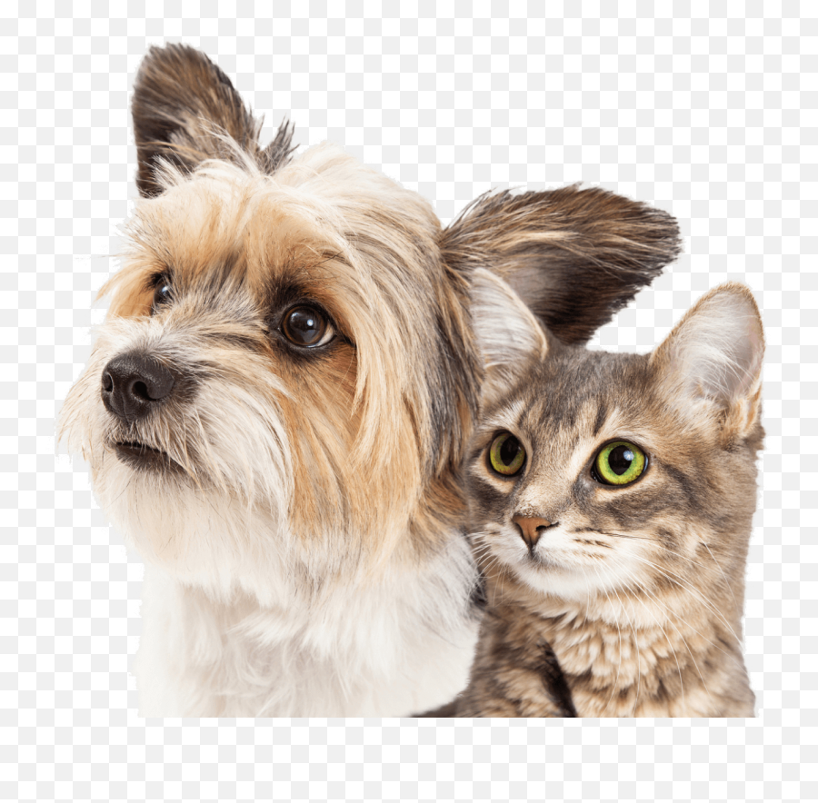 Leader In The No - Kill Movement Donate Now A Dog And A Emoji,Cute Dog Png