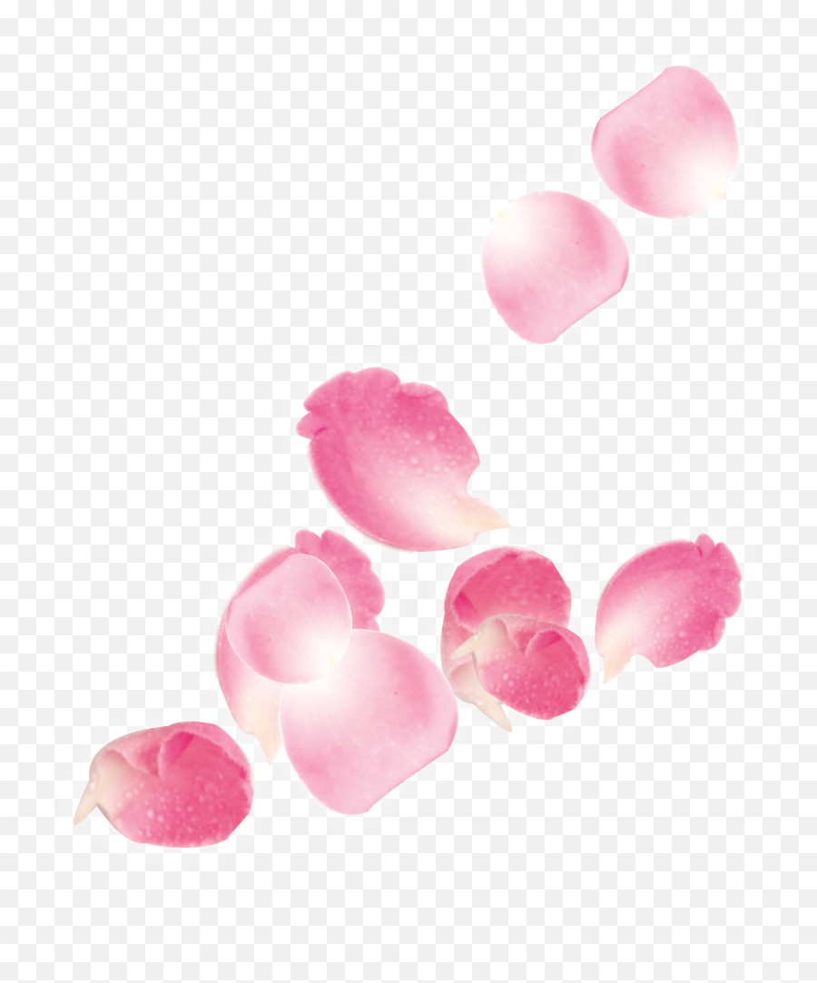 Download Hd Pink Rose Petals Falling - Transparent Pink Rose Petals Png Emoji,Rose Petals Png