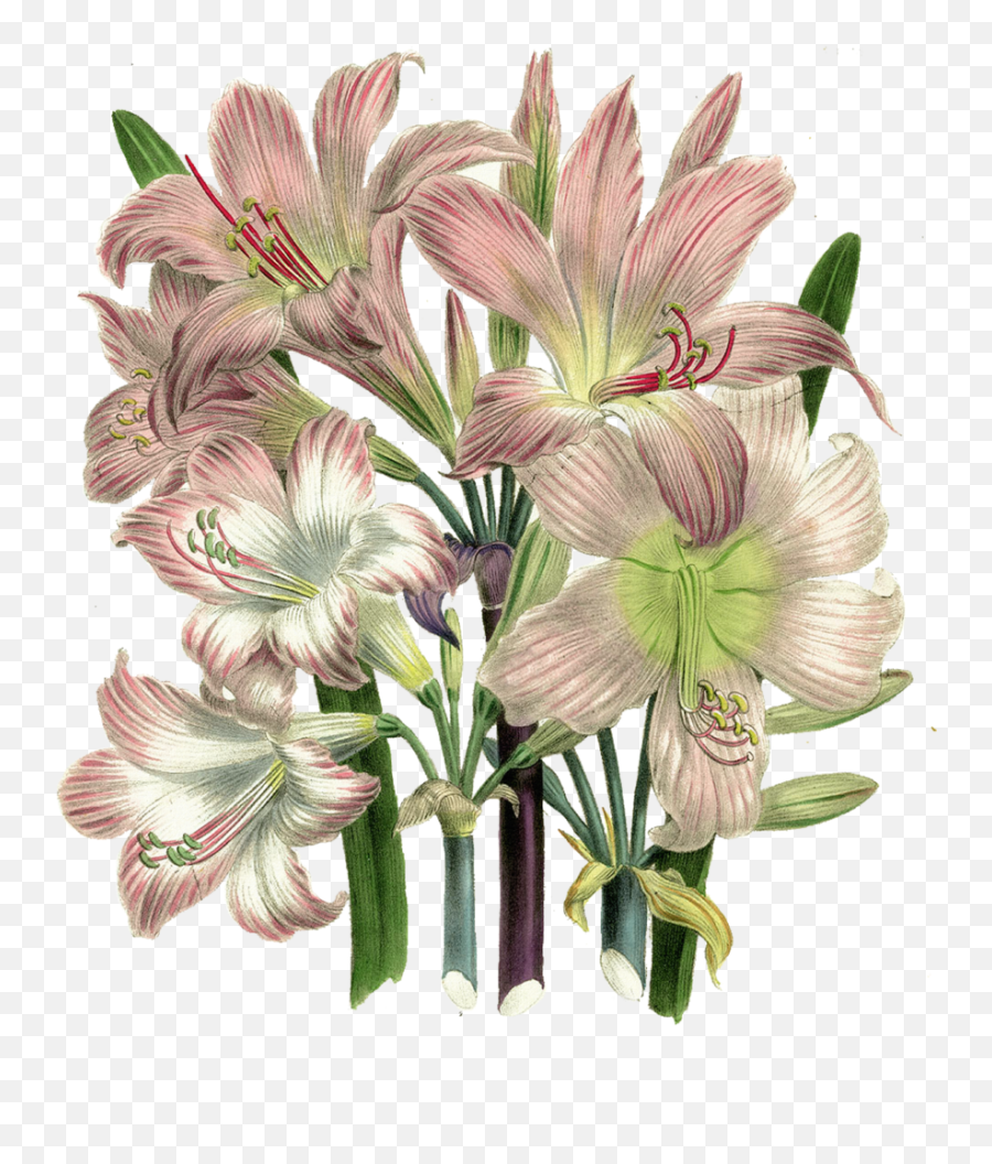 Vintage Flower Clipart Lillies - Blooming Flowers Png Souly Had Deja Vu Emoji,Flower Clipart Png