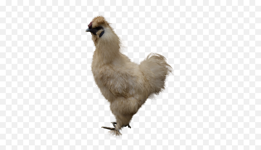 Animals - Free Png Images Starpng Comb Emoji,Chicken Transparent Background