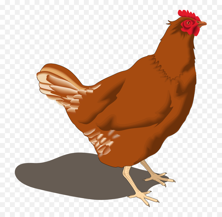 Download Hd Rooster Clipart Hen - Hen Png Transparent Png Henclip Art Emoji,Rooster Clipart