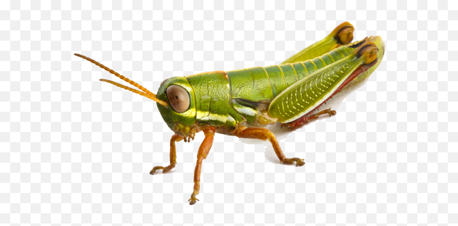 Grasshopper Clipart Locust Swarm - Grasshopper Transparent Emoji,Grasshopper Clipart