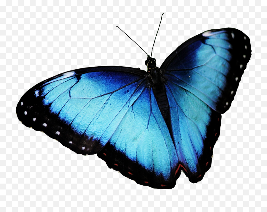 Butterfly Blue - Png Emoji,Butterfly Png