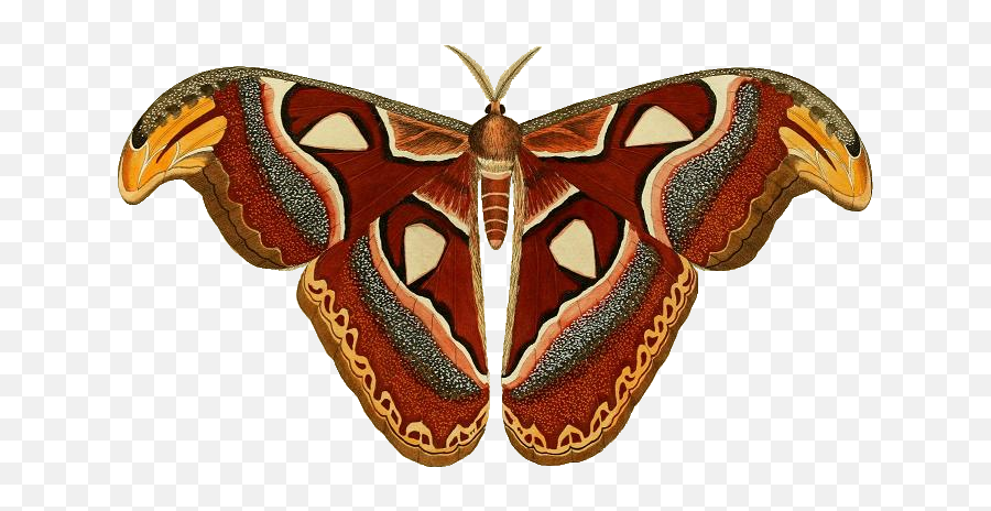 Attacus Atlas Ill - Traditional Atlas Moth Tattoo Emoji,Moth Transparent