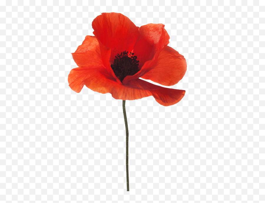 Poppygif 480640 Poppies Tattoo Watercolor Poppies - Remembrance Day Royal Navy Emoji,Poppy Flower Clipart