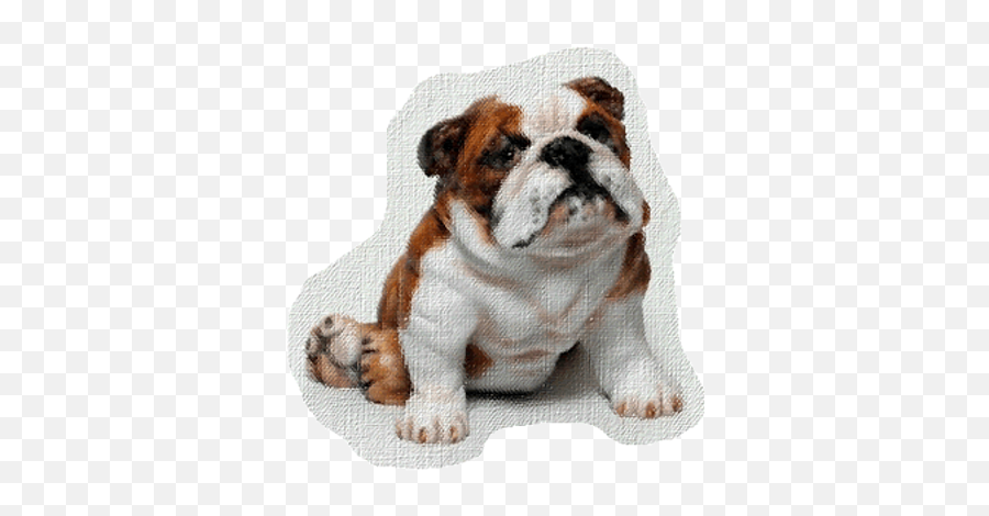 Amy Mullens Amullens Twitter Emoji,English Bulldog Clipart