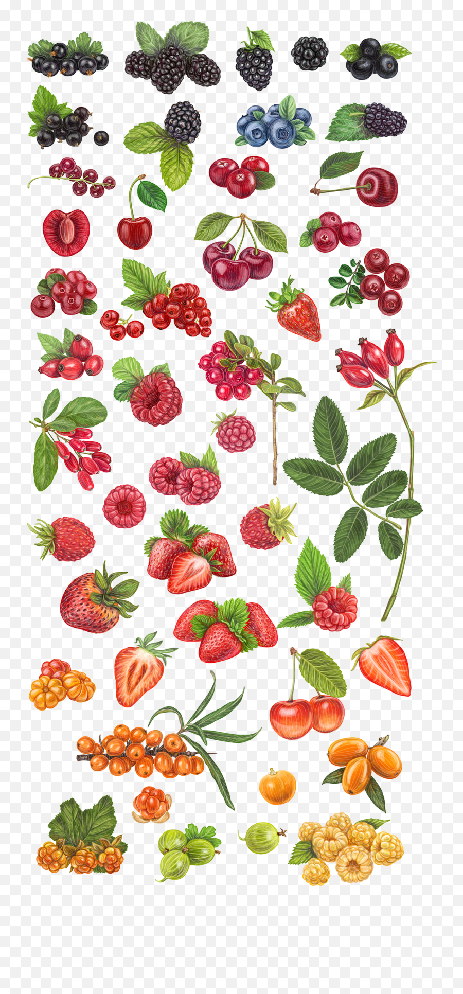 Fresh Berries Vector Illustration On Behance Fruit Emoji,Cranberries Clipart