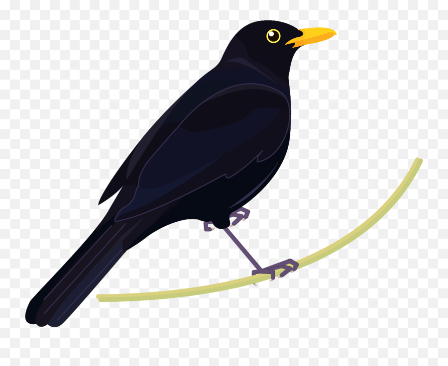 Graphics Bird Icons Colour Set 2 - Blackbird Png Emoji,Black Bird Clipart