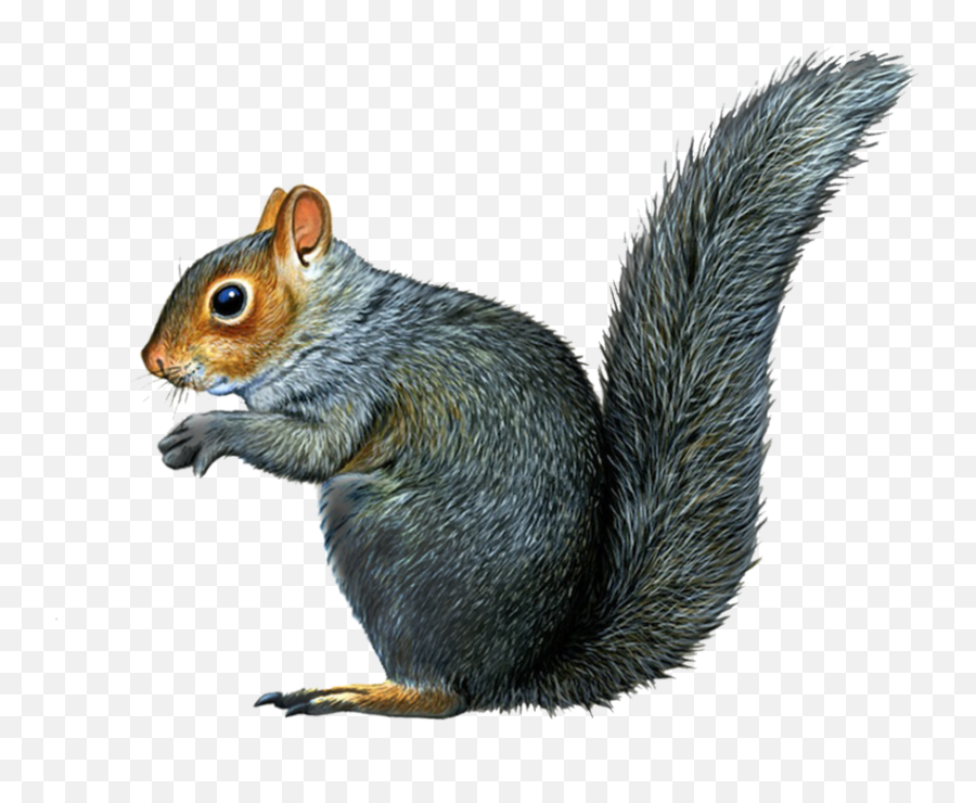 Download Fox Squirrel Squirrels - Squirrel Illustration Emoji,Squirrel Png