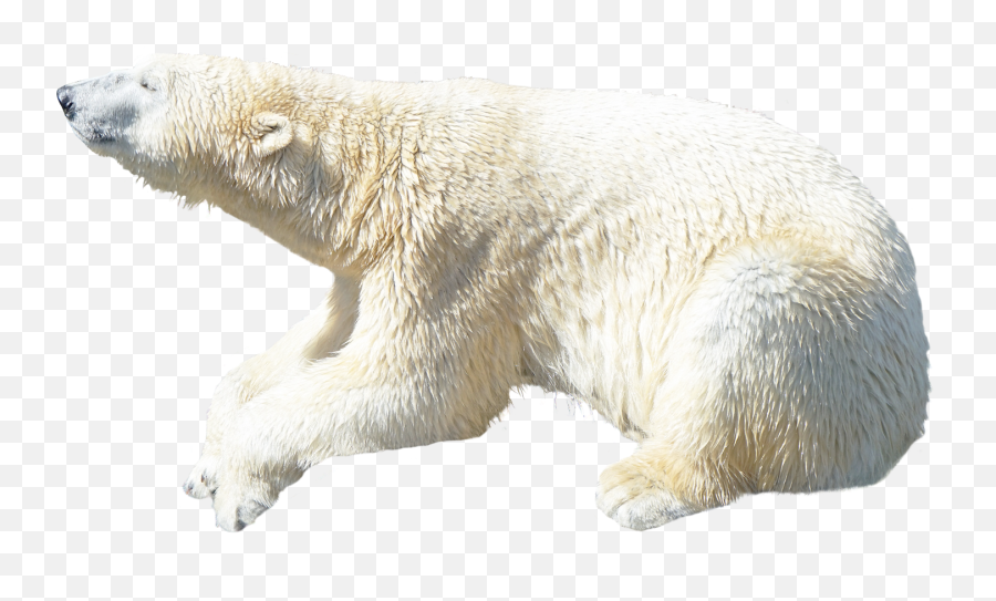 Polar Bear Png Image - Polar Bear Transparent Background Emoji,Polar Bear Png
