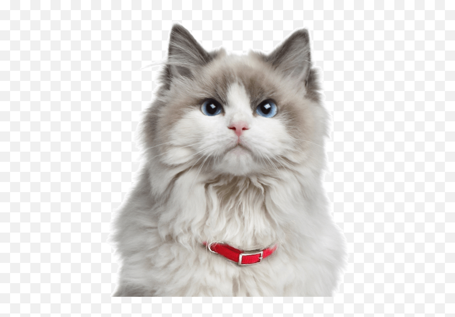 Download Norwegian Forest Kittens Cats - Ragdoll Cat Png Ragdoll Cat Png Transparent Emoji,Cats Png