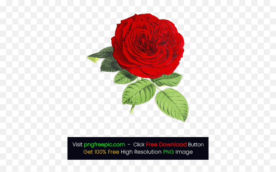 White Rose Illustration Png - Red Rose Flower Png Images Free World Happy Blood Donor Day 2021 Emoji,Red Flower Png
