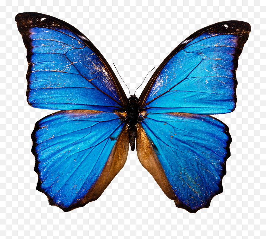 Blue Butterfly Png Image - Butterfly Png High Resolution Emoji,Butterfly Png