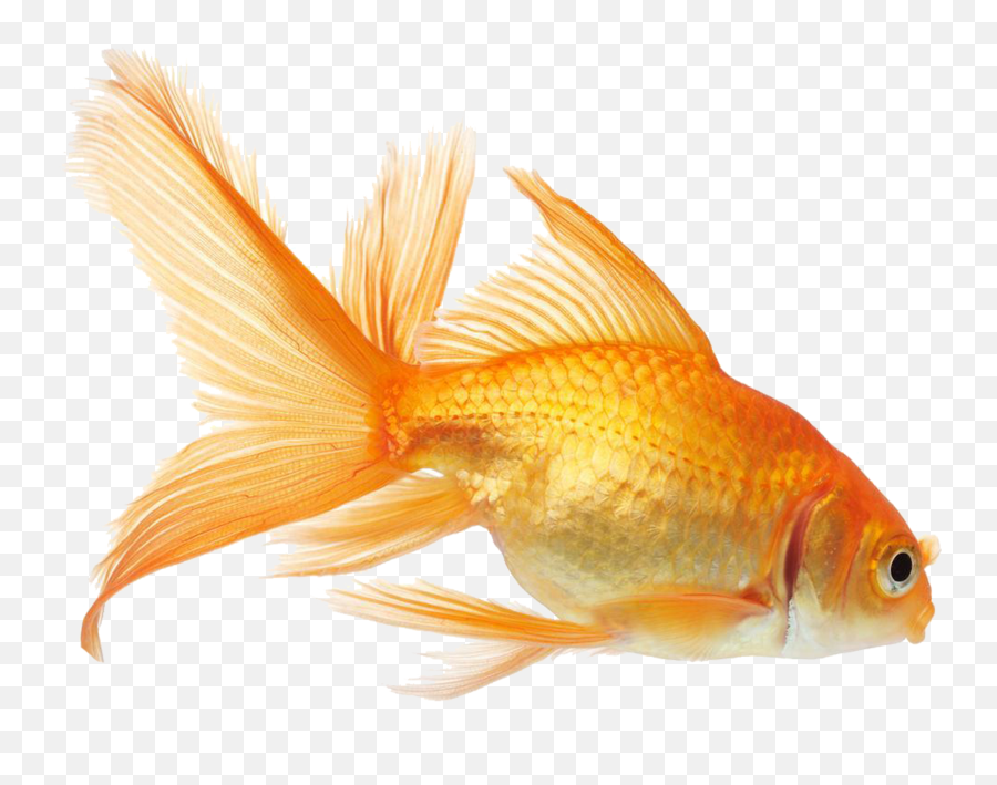 Gold Fish Png - Goldfish Png Emoji,Fish Png