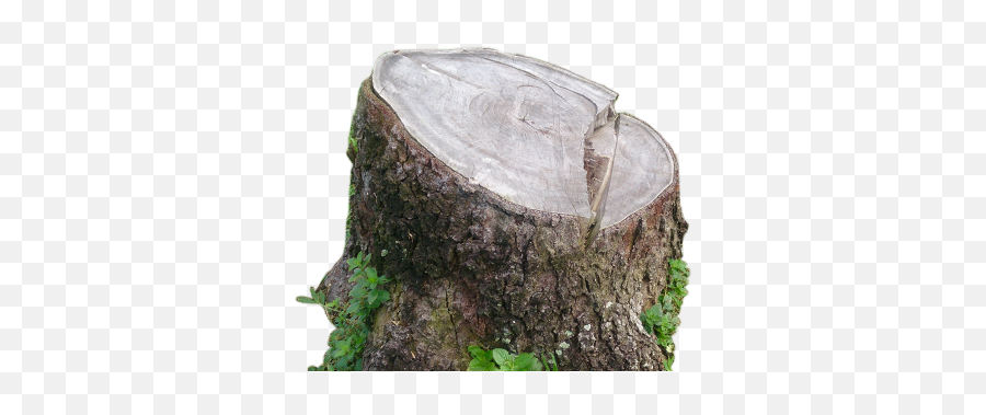 Allied Stump Grinding Stump Removal And Disposal Services - Tree Trunk Png Emoji,Tree Roots Png