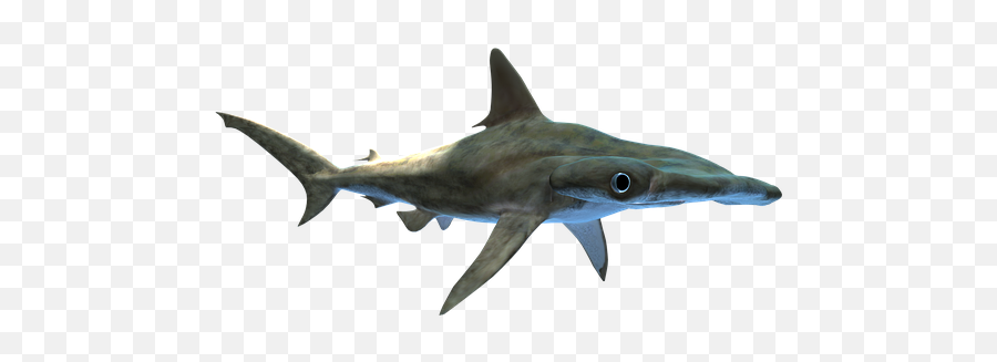 500 Free Shark Pictures U0026 Images In Hd - Pixabay Dessin De Requin Avec De L Eau Emoji,Shark Clipart Black And White